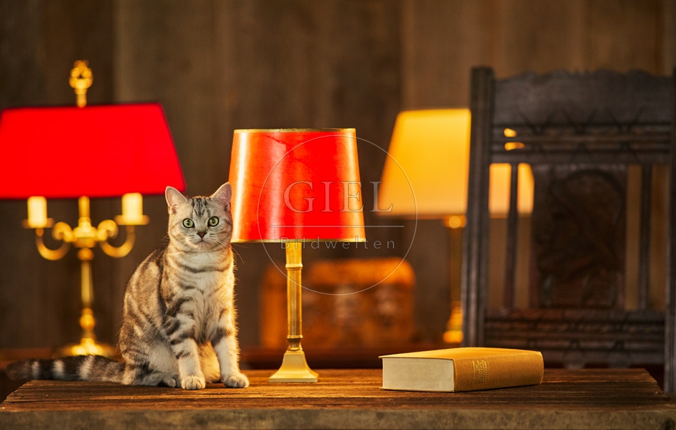 117509 Britisch Kurzhaar Katzen