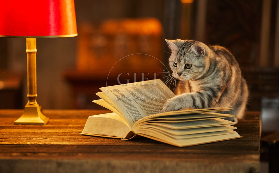 117510 Britisch Kurzhaar Katzen