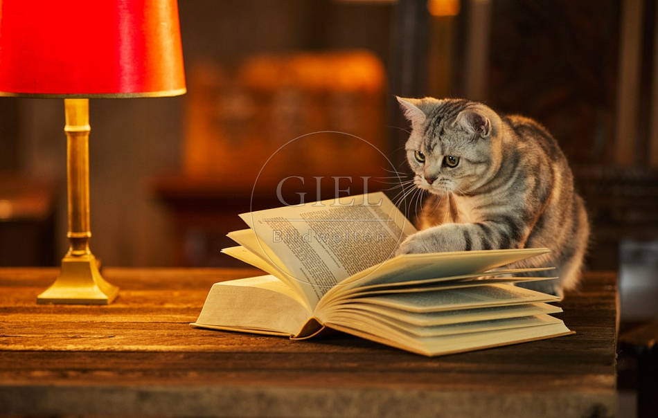 117511 Britisch Kurzhaar Katzen