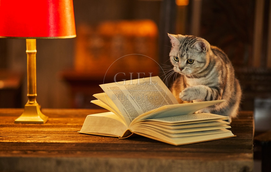 117513 Britisch Kurzhaar Katzen