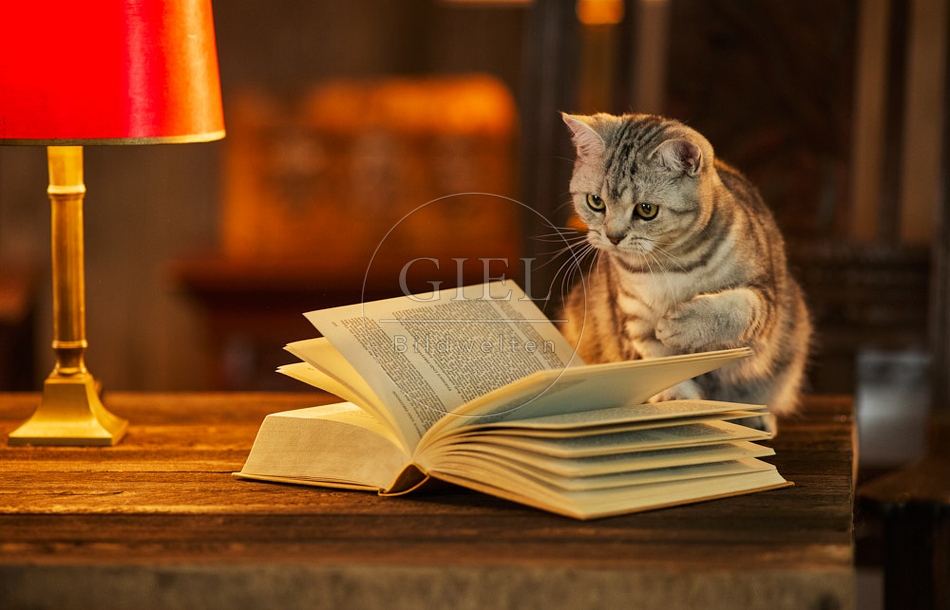 117515 Britisch Kurzhaar Katzen