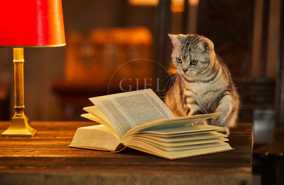 117516 Britisch Kurzhaar Katzen