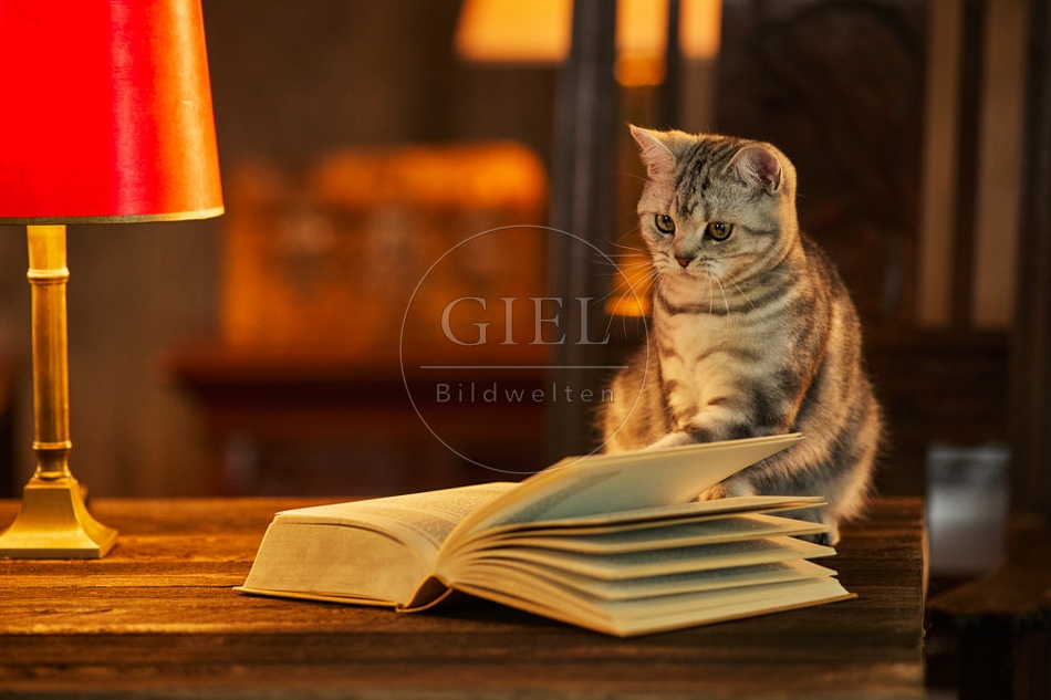 117517 Britisch Kurzhaar Katzen