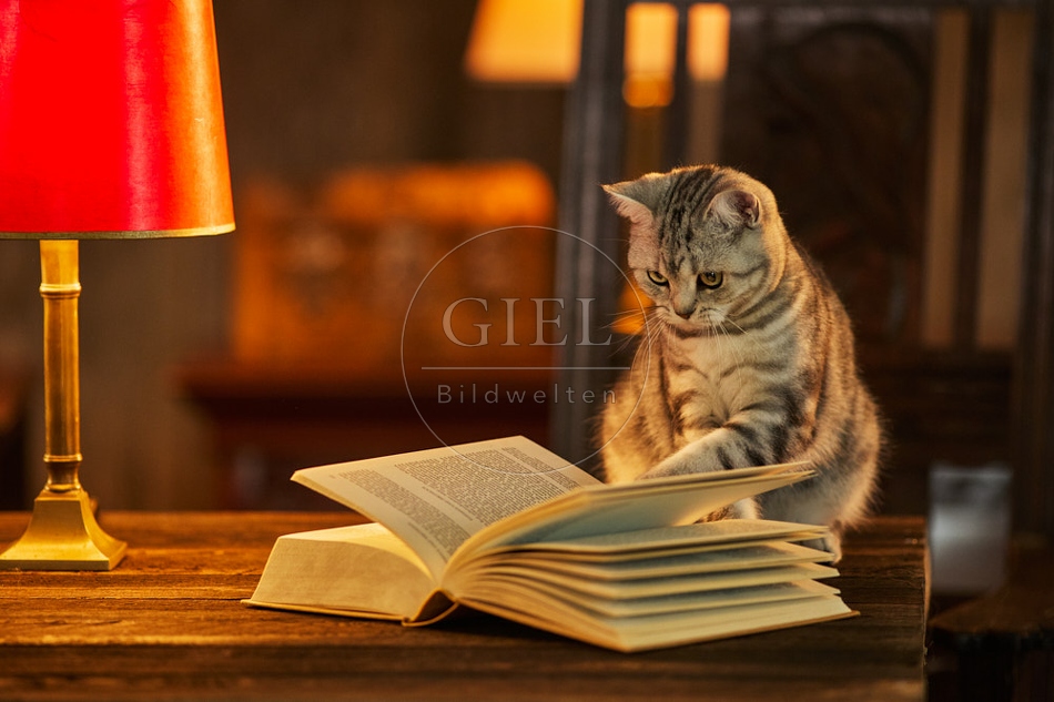 117518 Britisch Kurzhaar Katzen