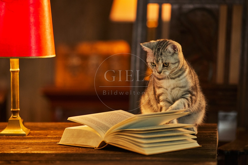 117519 Britisch Kurzhaar Katzen