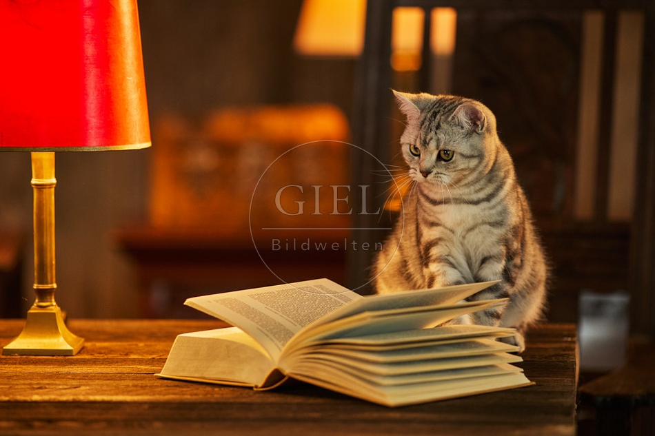 117520 Britisch Kurzhaar Katzen