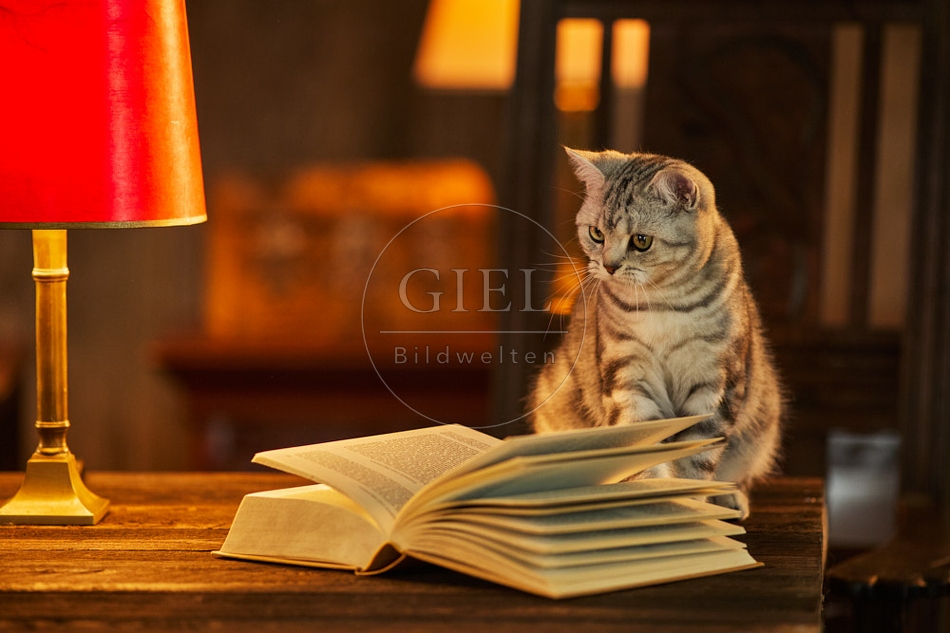 117521 Britisch Kurzhaar Katzen