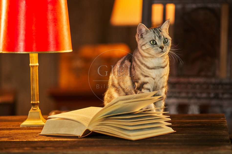 117522 Britisch Kurzhaar Katzen