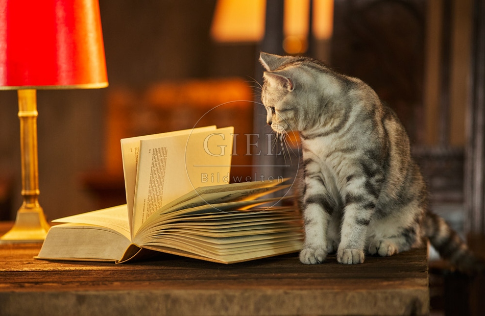 117523 Britisch Kurzhaar Katzen