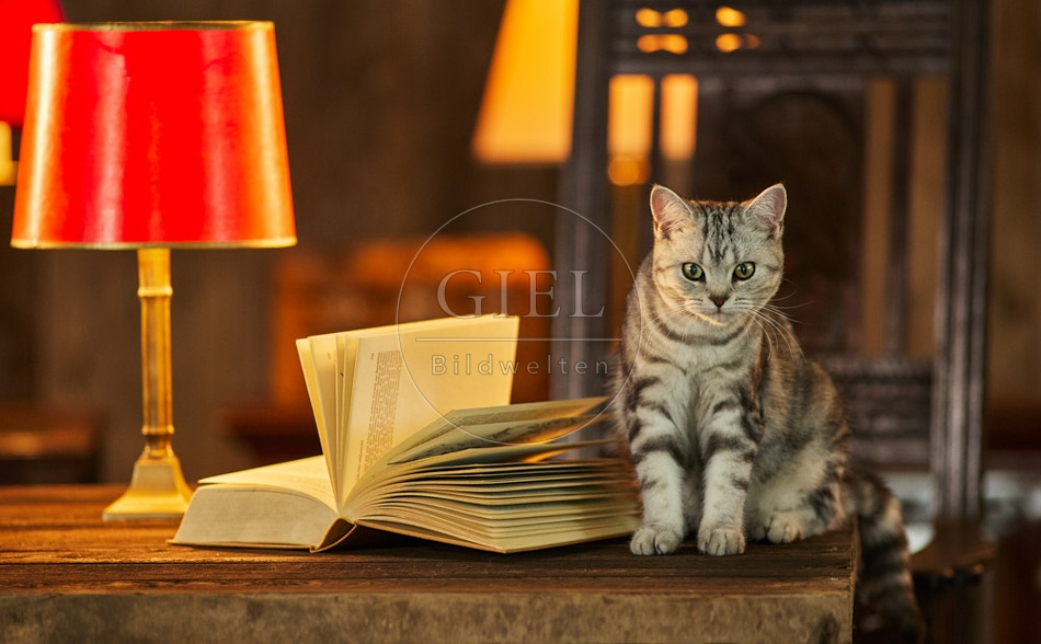 117524 Britisch Kurzhaar Katzen