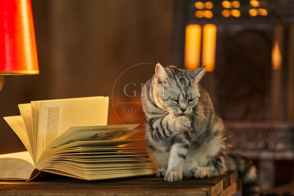 117525 Britisch Kurzhaar Katzen