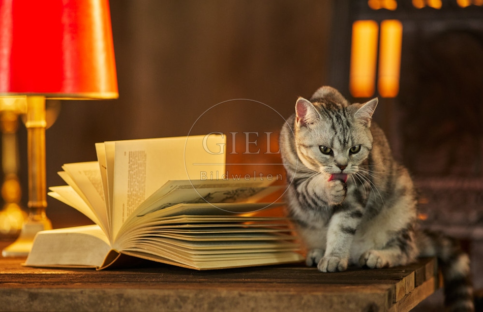 117526 Britisch Kurzhaar Katzen