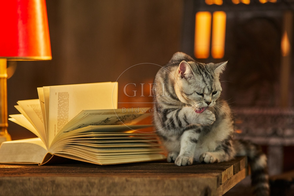 117528 Britisch Kurzhaar Katzen