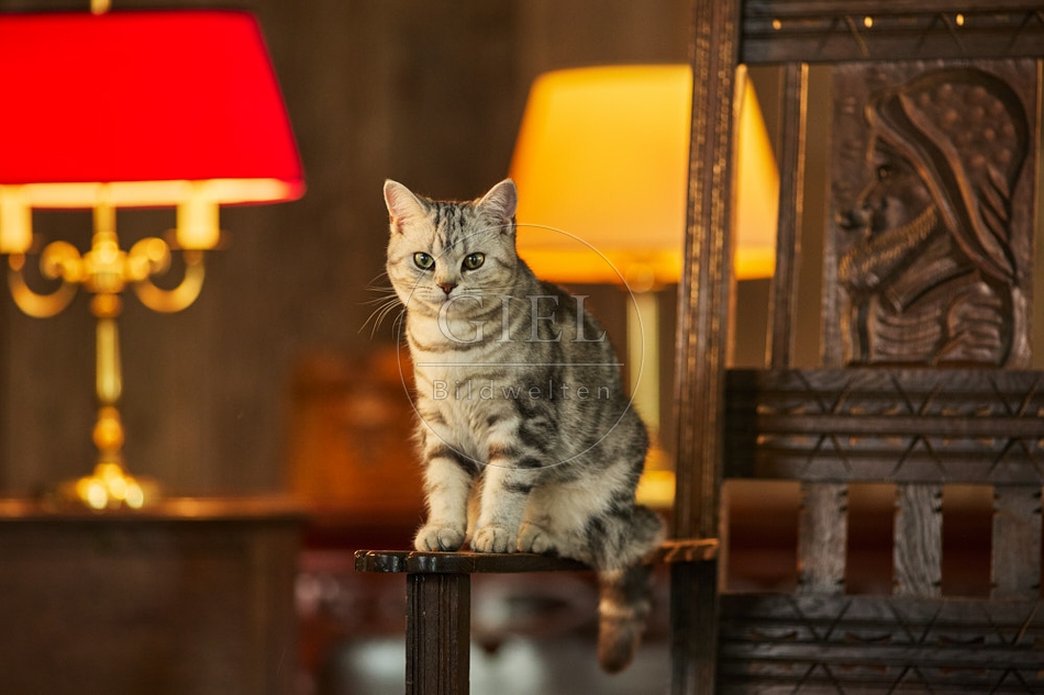 117549 Britisch Kurzhaar Katzen