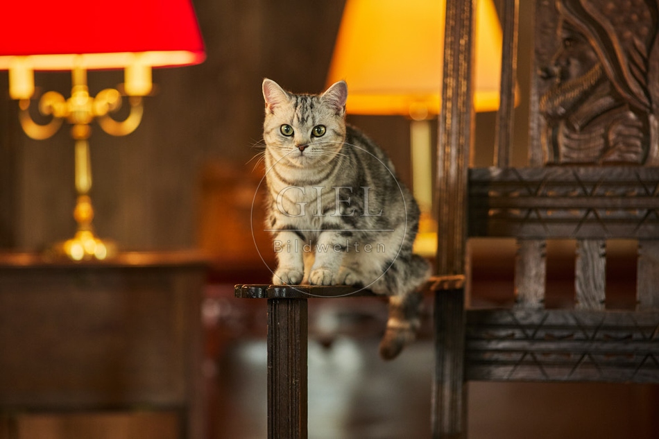 117550 Britisch Kurzhaar Katzen