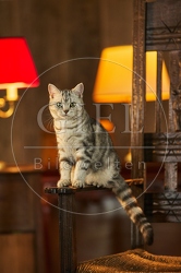 117553 Britisch Kurzhaar Katzen