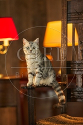 117554 Britisch Kurzhaar Katzen