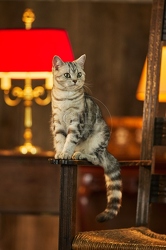 117555 Britisch Kurzhaar Katzen