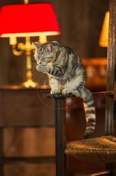 117556 Britisch Kurzhaar Katzen