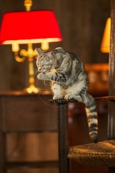 117557 Britisch Kurzhaar Katzen