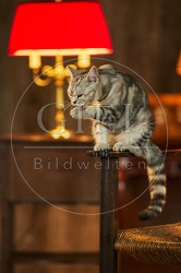 117558 Britisch Kurzhaar Katzen