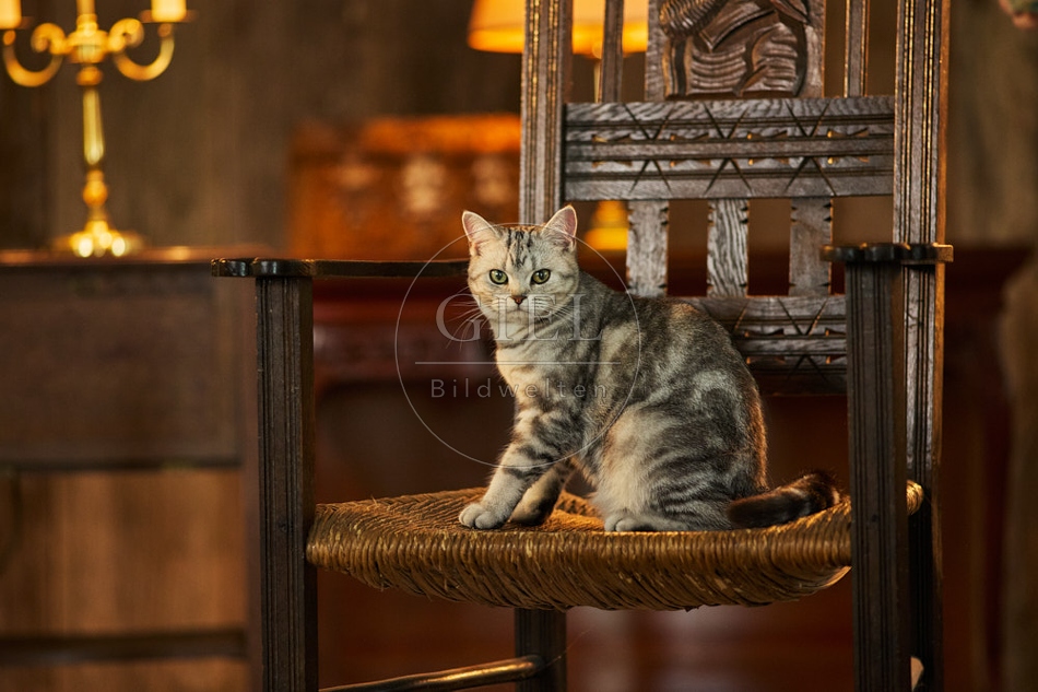 117559 Britisch Kurzhaar Katzen