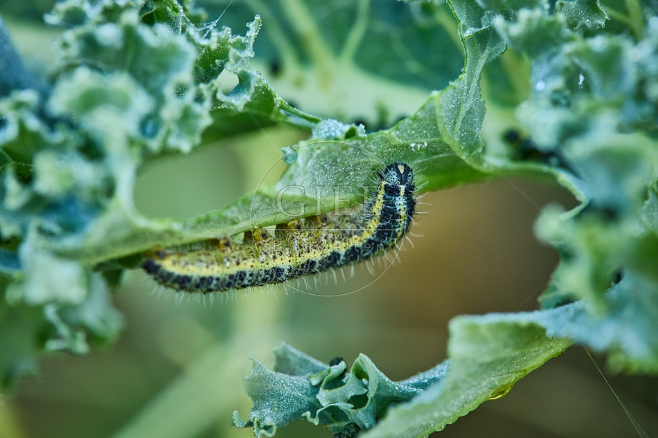 118063 Großer Kohlweißling, Raupe
