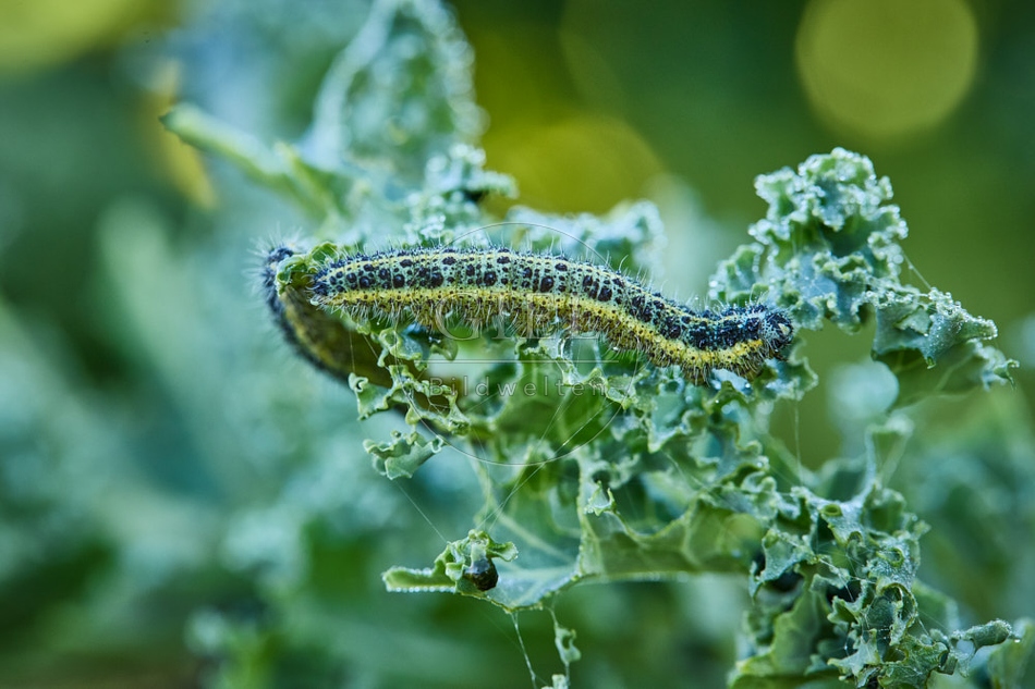 118064 Großer Kohlweißling, Raupe