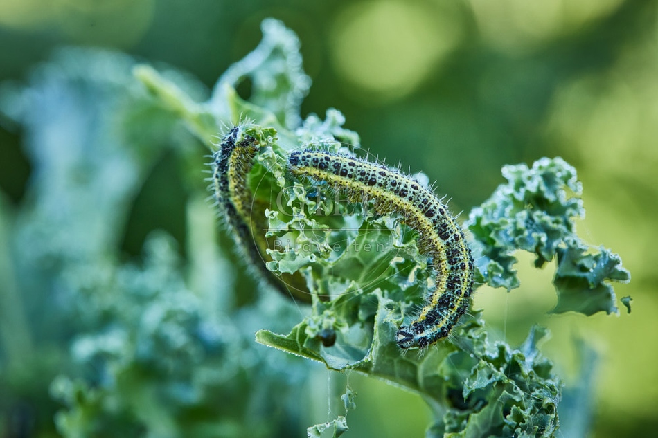 118065 Großer Kohlweißling, Raupe
