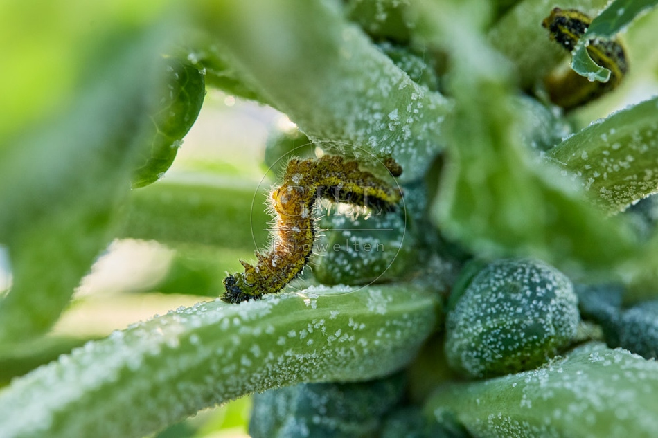 118083 Großer Kohlweißling, Raupe