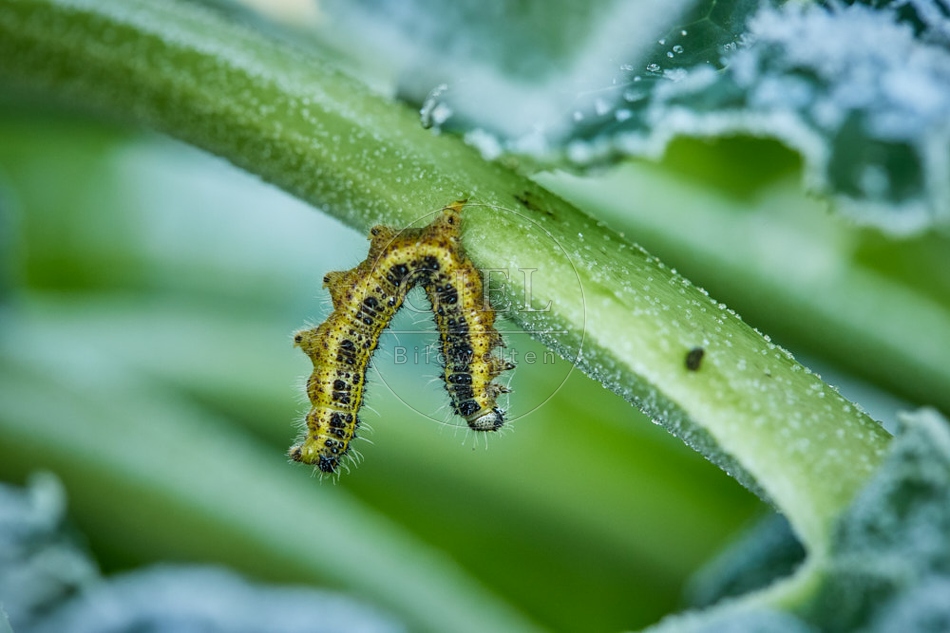 118084 Großer Kohlweißling, Raupe
