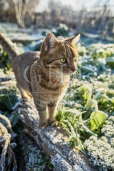 118087 Hauskatze im Garten