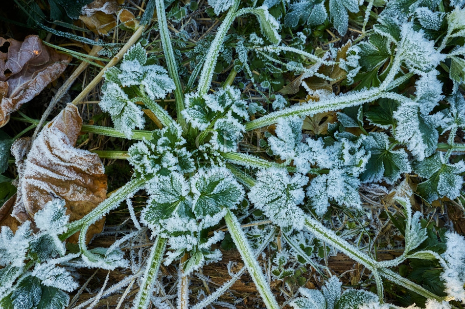 118089 Knollensellerie im Winter