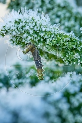 118091 Großer Kohlweißling, Raupe