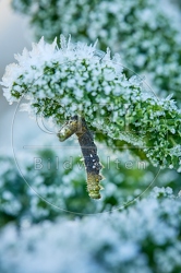 118093 Großer Kohlweißling, Raupe