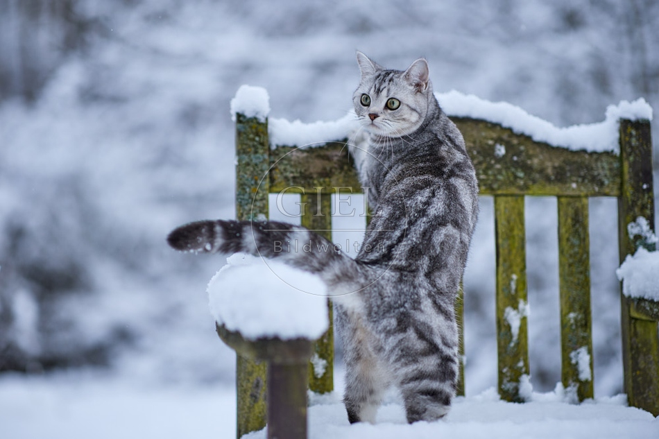 118098 Britisch Kurzhaar Katze im Winter