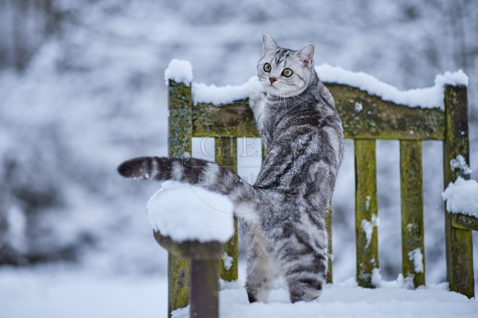118099 Britisch Kurzhaar Katze im Winter