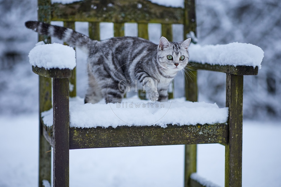 118100 Britisch Kurzhaar Katze im Winter