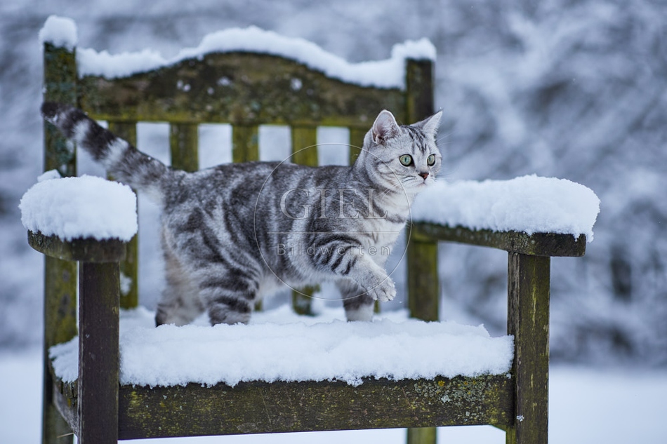 118102 Britisch Kurzhaar Katze im Winter