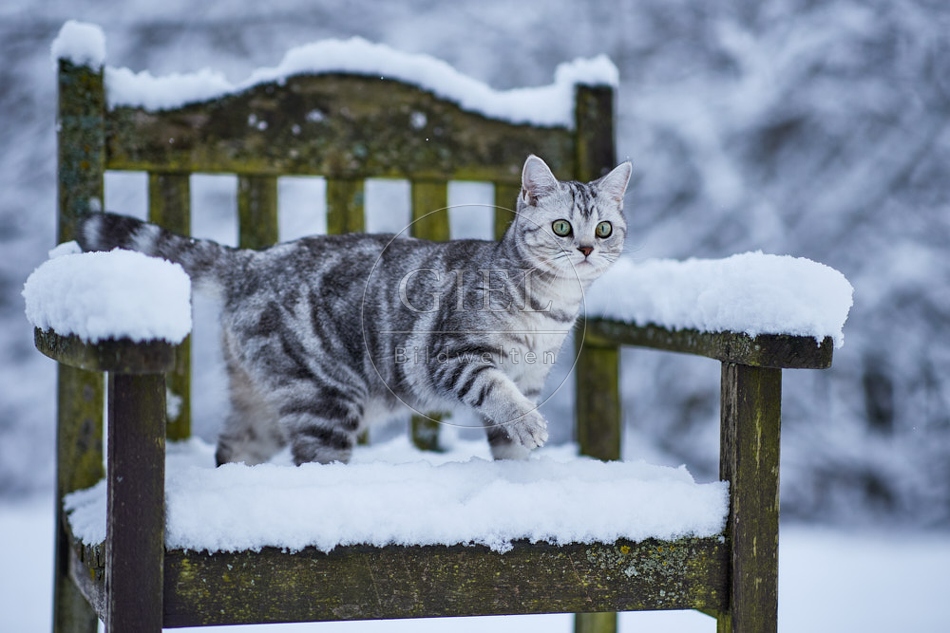 118103 Britisch Kurzhaar Katze im Winter