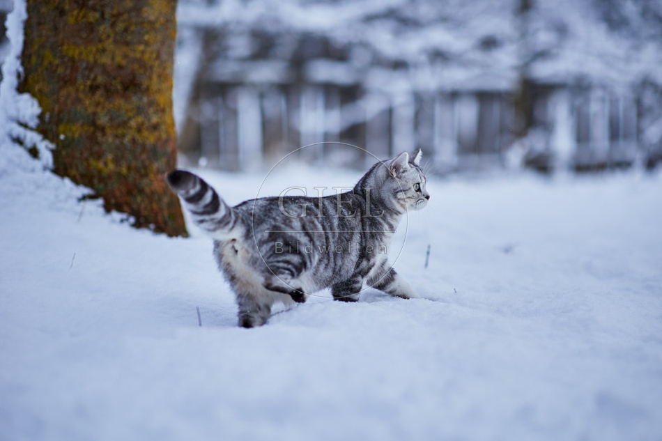 118104 Britisch Kurzhaar Katze im Winter