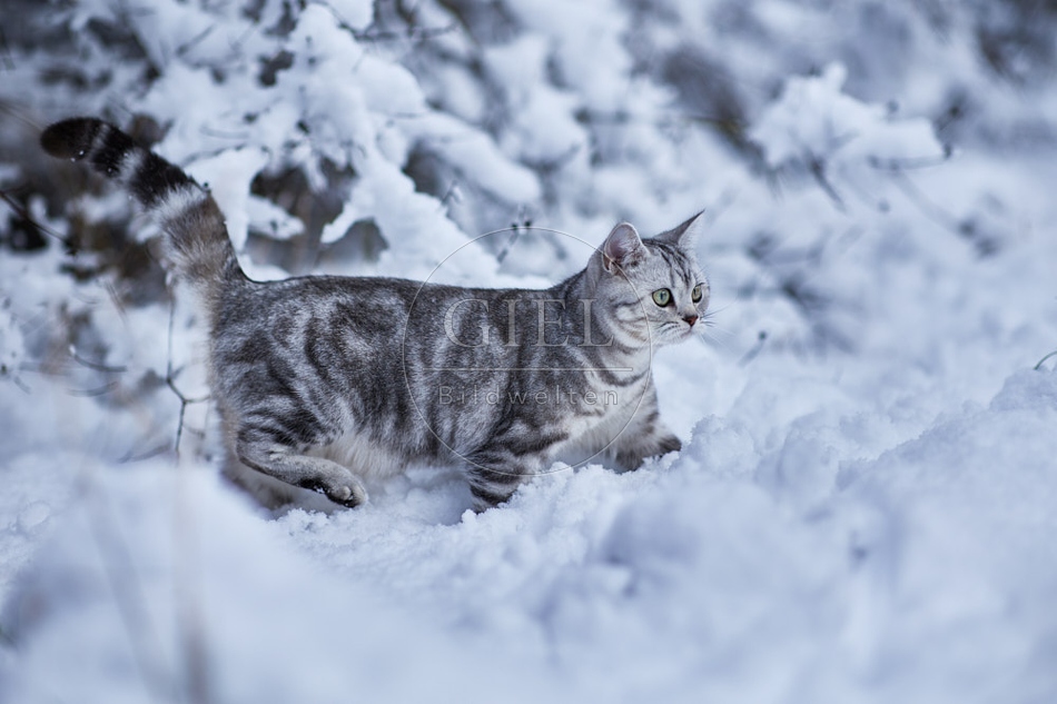 118105 Britisch Kurzhaar Katze im Winter