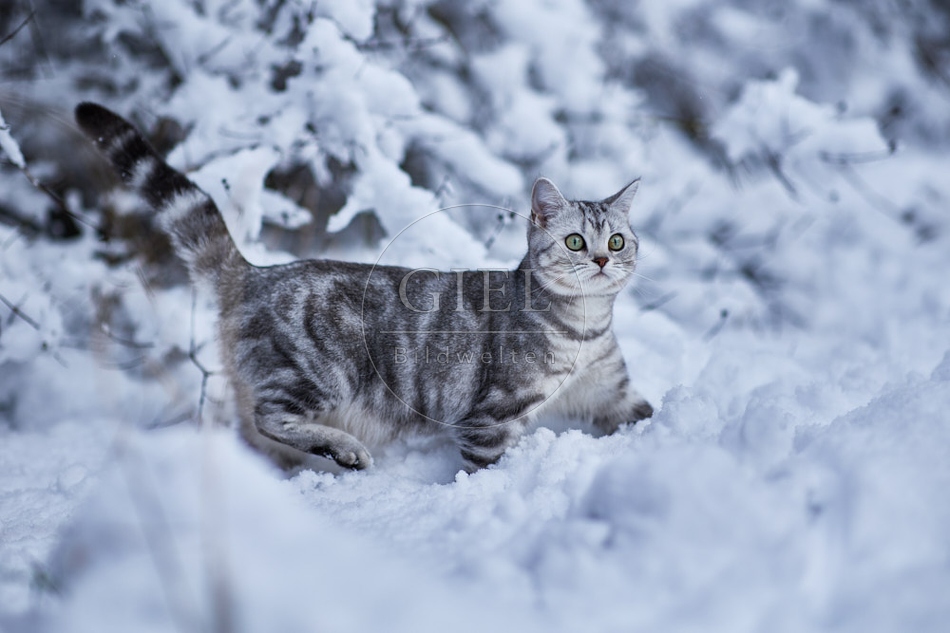 118106 Britisch Kurzhaar Katze im Winter