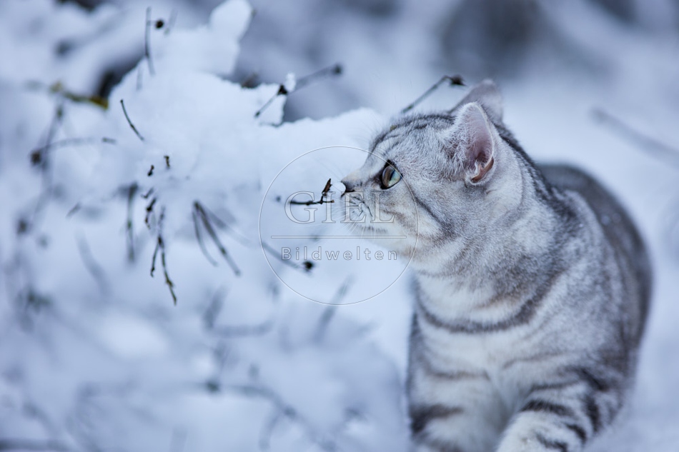 118107 Britisch Kurzhaar Katze im Winter