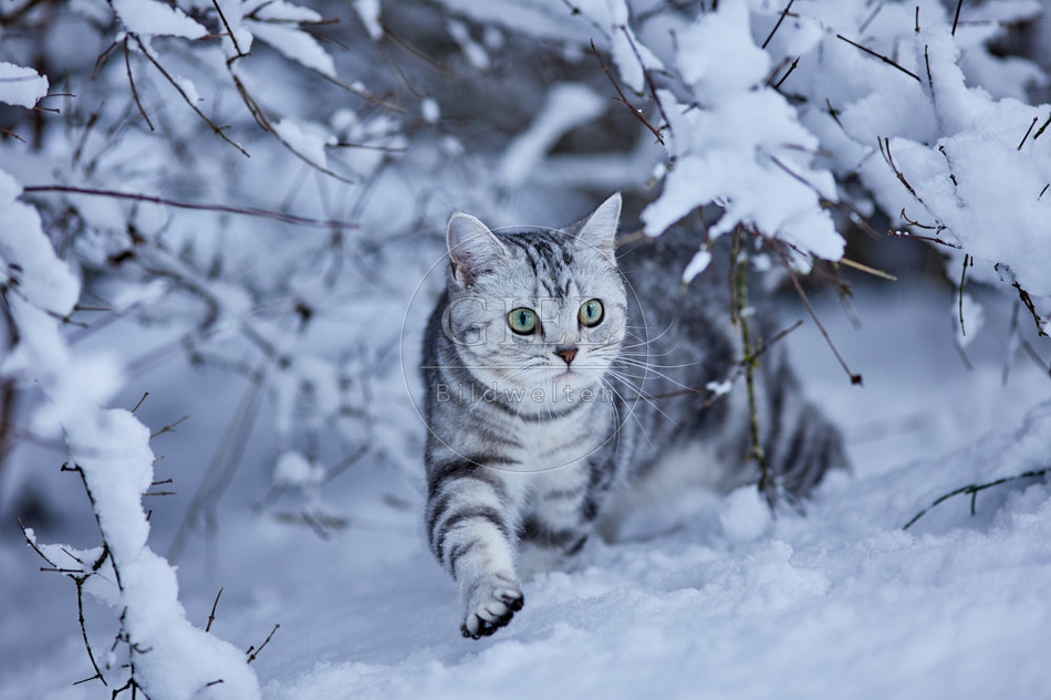 118108 Britisch Kurzhaar Katze im Winter