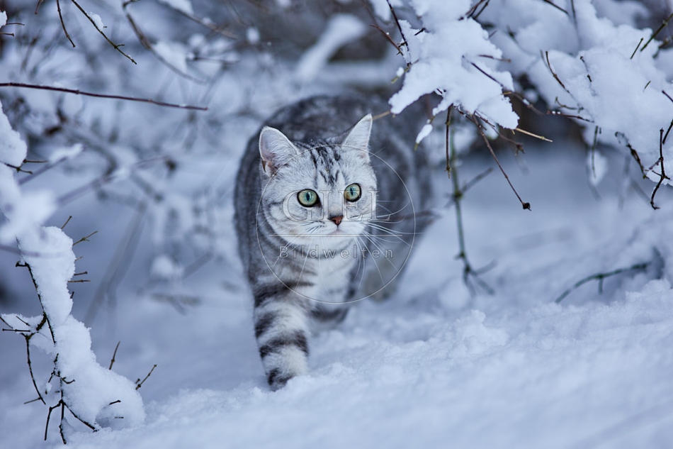 118109 Britisch Kurzhaar Katze im Winter