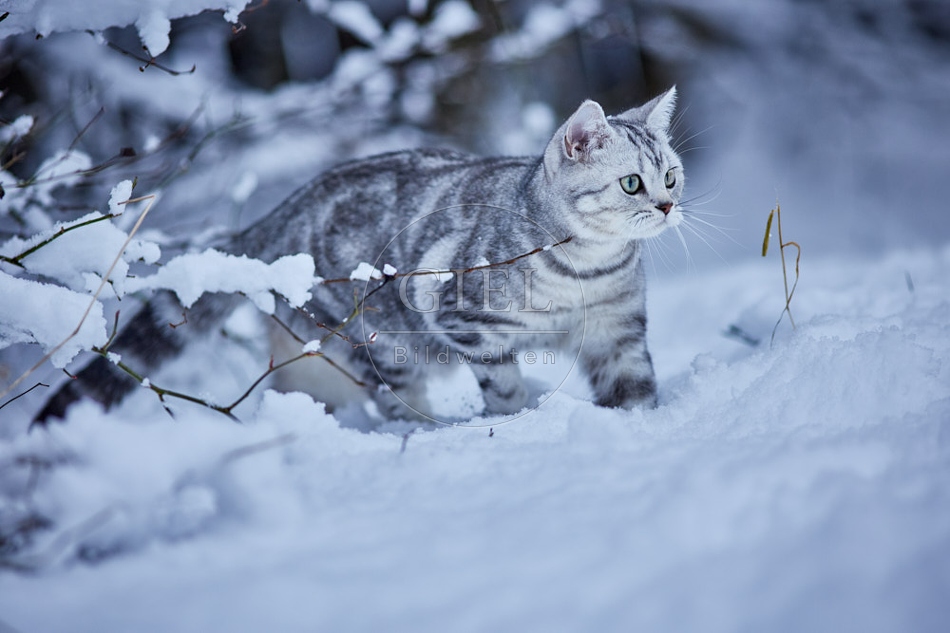 118111 Britisch Kurzhaar Katze im Winter