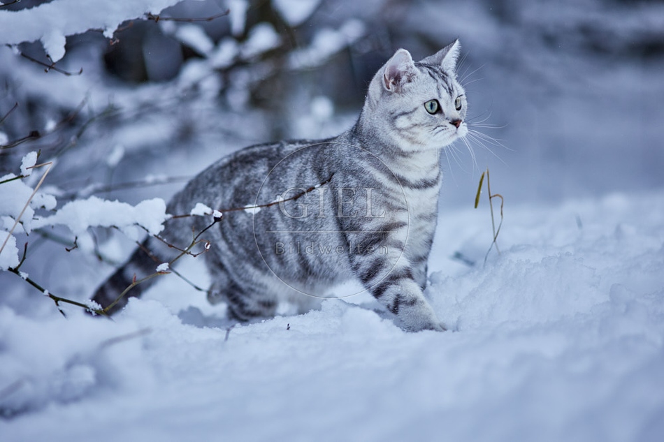 118112 Britisch Kurzhaar Katze im Winter