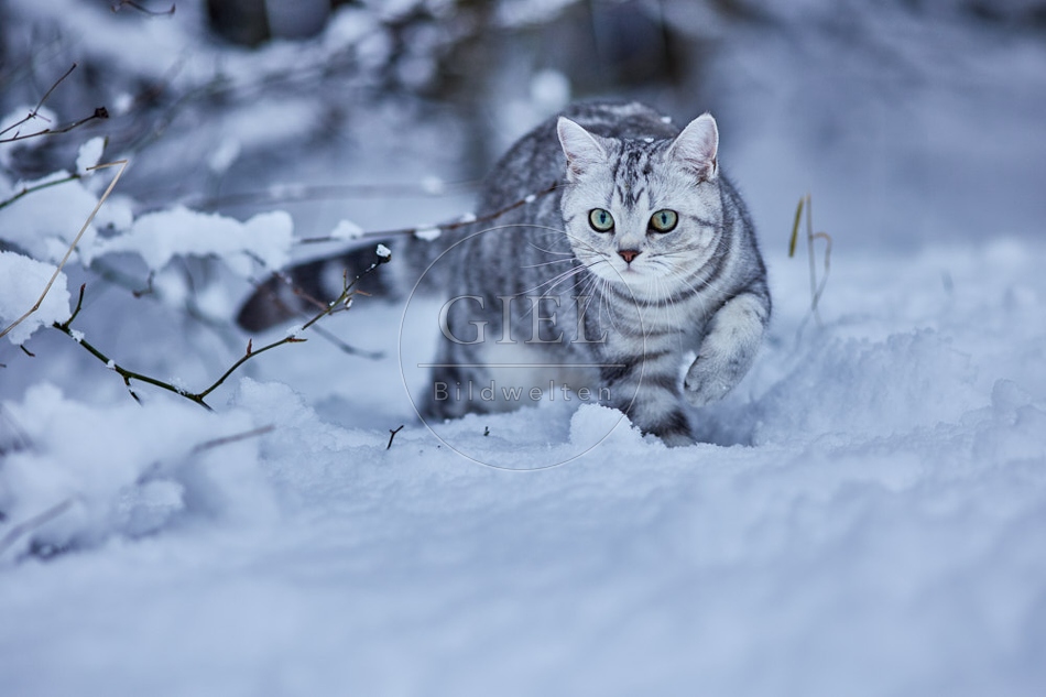 118113 Britisch Kurzhaar Katze im Winter