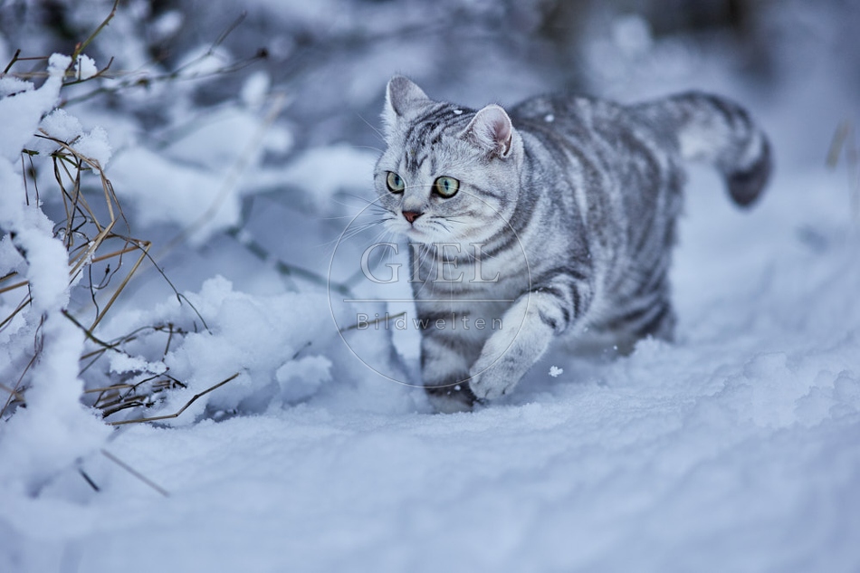 118114 Britisch Kurzhaar Katze im Winter